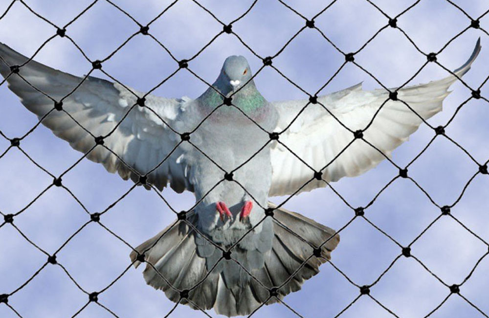 Pigeon Net